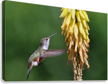 Humming Bird Canvas Print