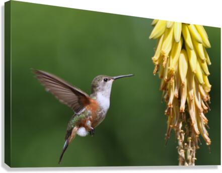  Humming Bird Canvas Print