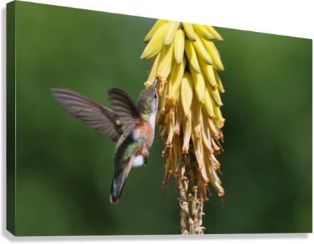 Humming Bird Canvas Print