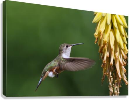 Humming Bird Canvas Print