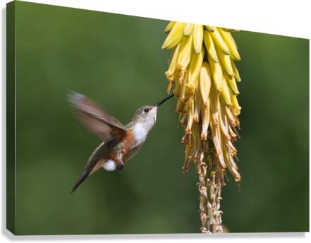 Humming Bird Canvas Print