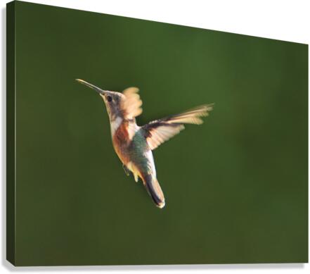 Humming Bird Canvas Print