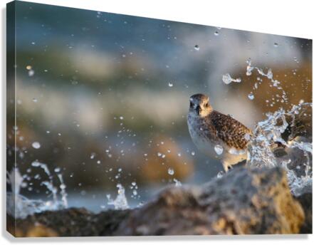 Plover  Canvas Print