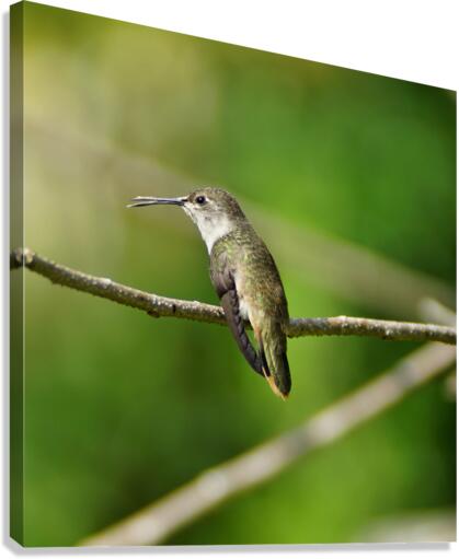 Humming Bird Canvas Print