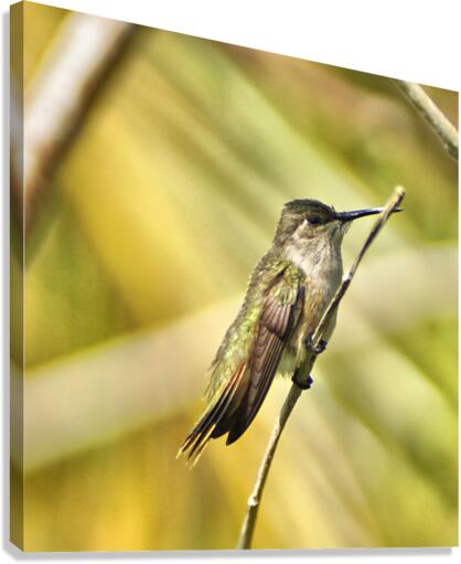 Humming Bird Canvas Print