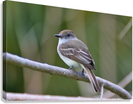 La Sagras flycatcher Canvas Print