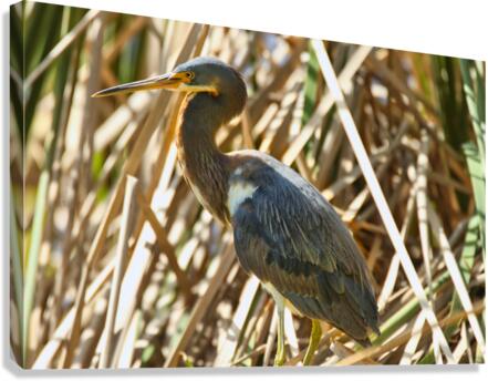 Blue Heron Canvas Print