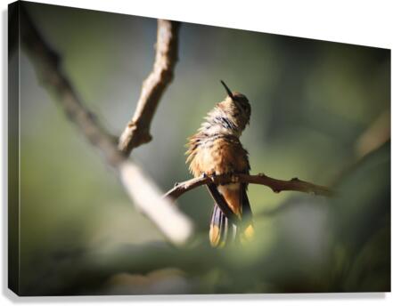 Humming Bird Canvas Print