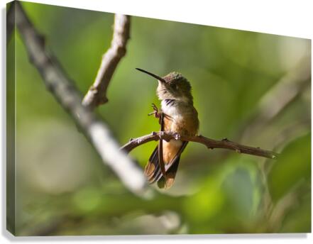 Humming Bird Canvas Print