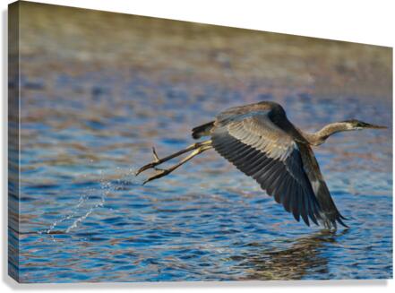 Blue Crane  Canvas Print