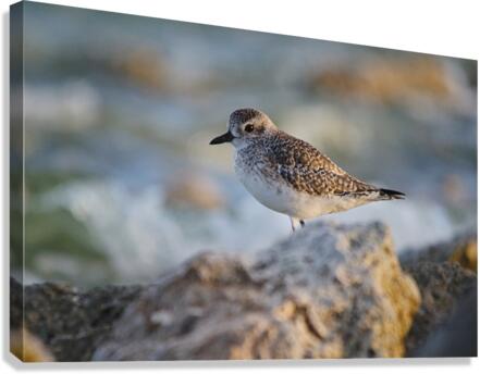 Plover Canvas Print