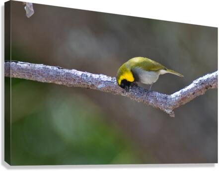 Cuban Grassquit Canvas Print