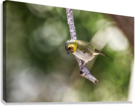Cuban grassquit Canvas Print