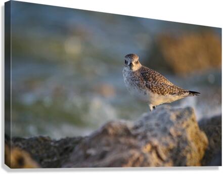 Plover Canvas Print