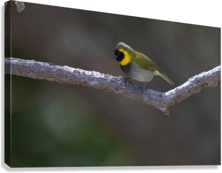 Cuban grassquit Canvas Print