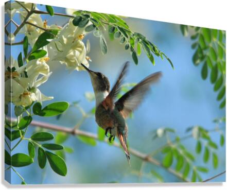 Humming Bird Canvas Print