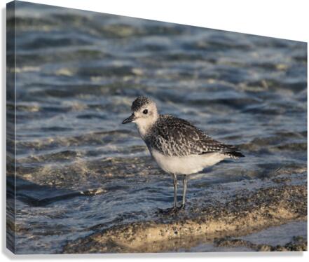 Plover Canvas Print