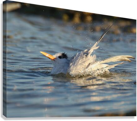 Common Tern Canvas Print
