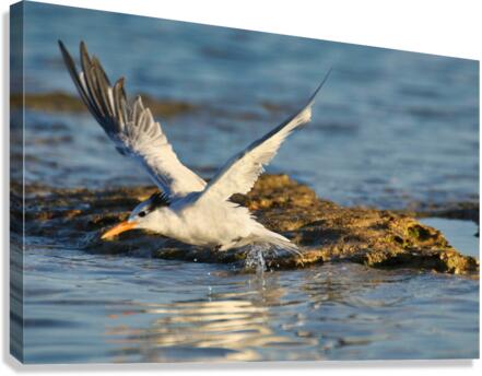 Common Tern Canvas Print