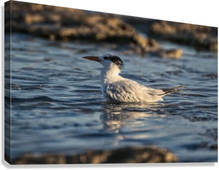 Common Tern Canvas Print