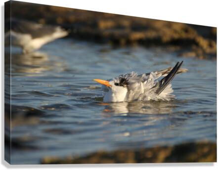 Common Tern Canvas Print