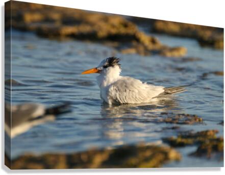 Common Tern Canvas Print
