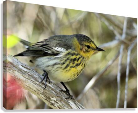  Warbler Canvas Print