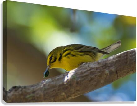 Yellow Warbler  Canvas Print