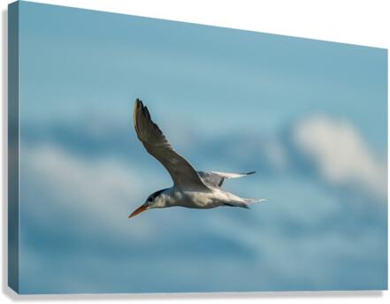 Common Tern  Canvas Print