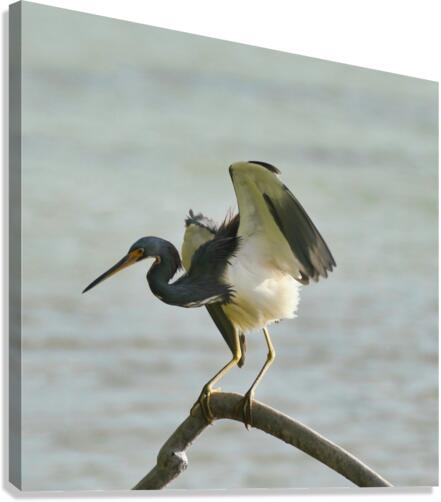 Blue Heron Canvas Print