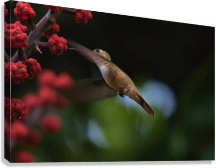 Humming Bird Canvas Print