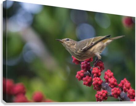 Warbler Canvas Print