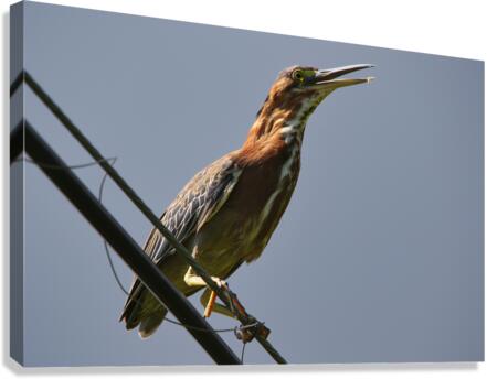 Green Heron  Canvas Print
