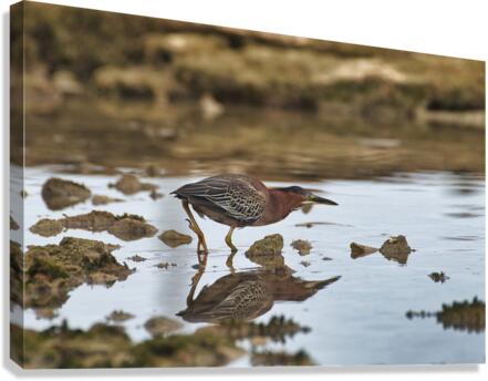 Green Heron Canvas Print
