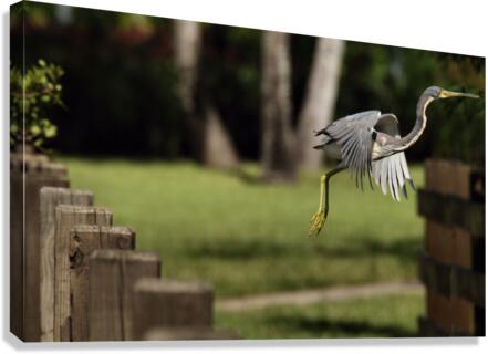 Flying Blue Heron Canvas Print