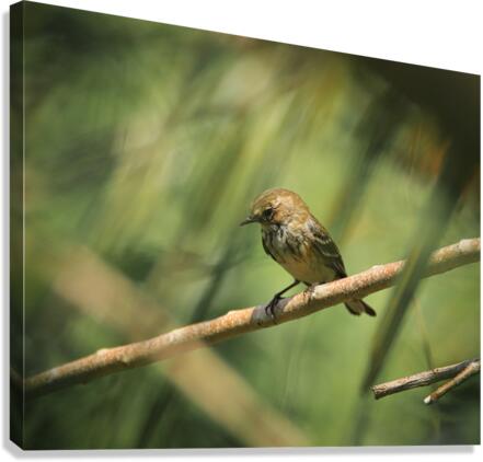 Warbler Canvas Print