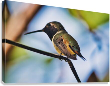 Humming Bird  Canvas Print