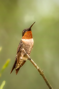Ruby Throated Humming Bird 3368 2
