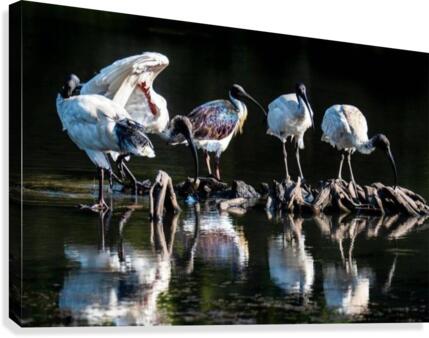 Storks  Canvas Print
