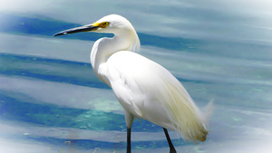 Egret