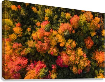 lautomne Canvas Print