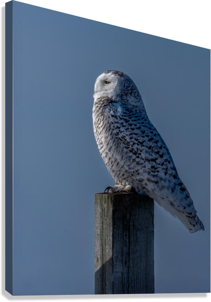 Snowy Owl Canvas Print