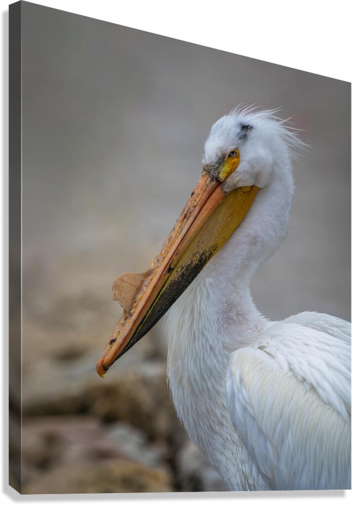 Pelican Canvas Print
