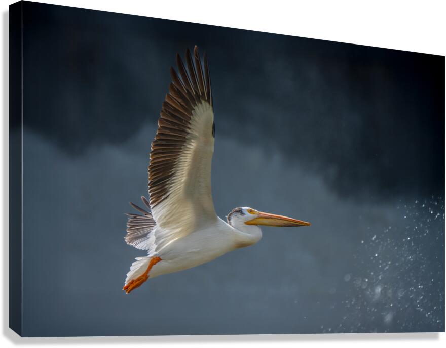 White Pelican Canvas Print
