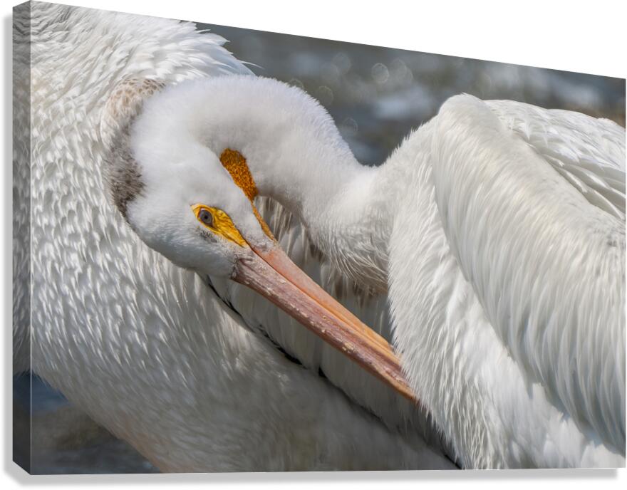 Pelican Preening Canvas Print