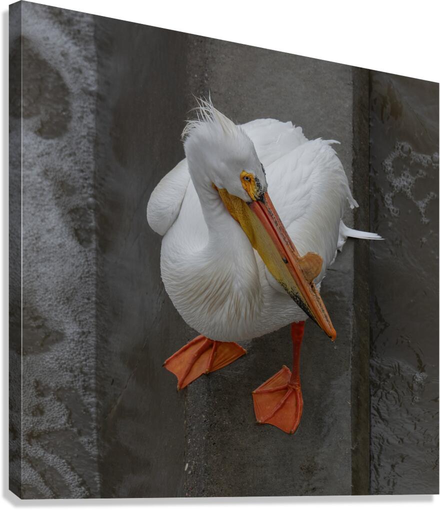 Pelican Canvas Print