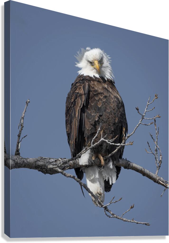 Bald Eagle Canvas Print