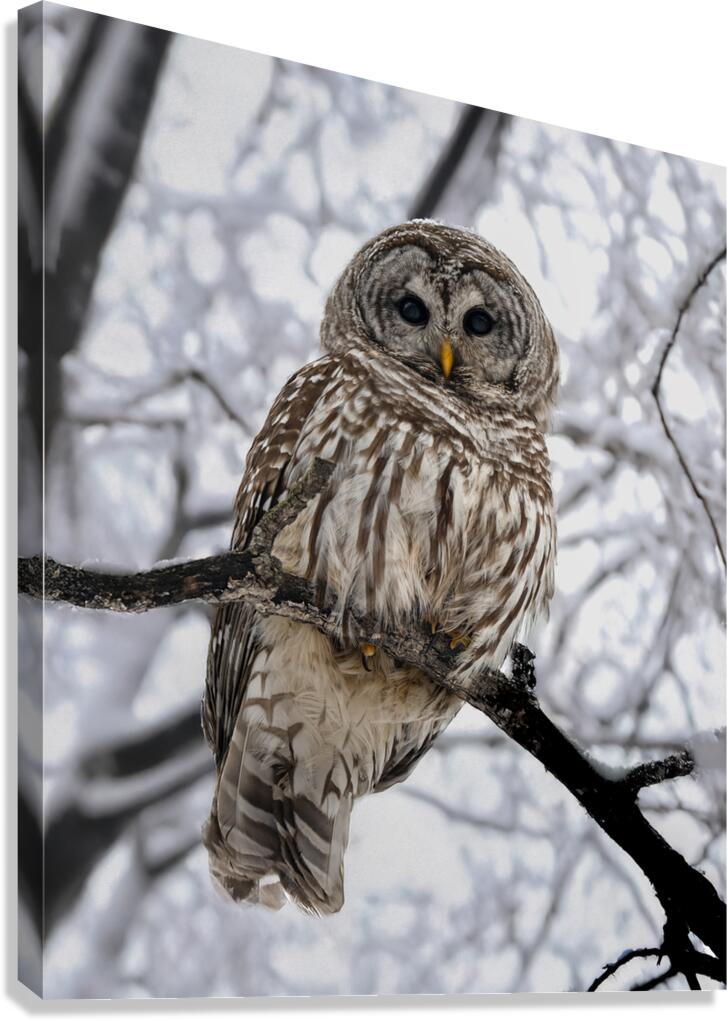 Barred Owl Canvas Print