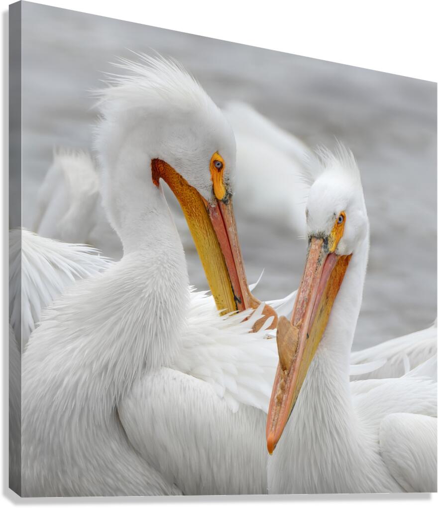 Pelican Pair Canvas Print