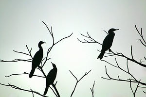 Three
